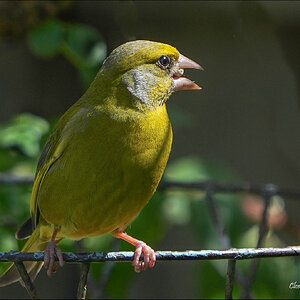 Euro Greenfinch 1r.jpg