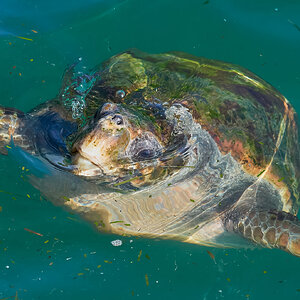 kefalonia loggerhead turle (2).jpg