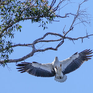 eagle landing 5r.jpg