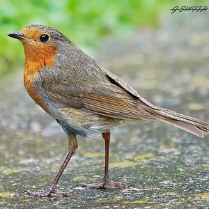 robin 2021 28.jpg