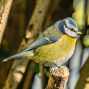 blue tit on branch-5-2.JPG