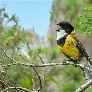 Golden whistler 3rs.jpg