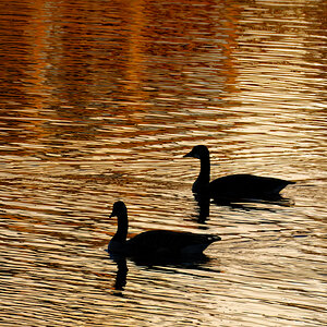 On Golden Pond.jpeg