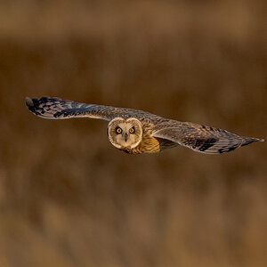 Short-eared-Owl_RP27353.jpg