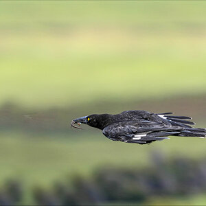 Currawong 2r.jpg