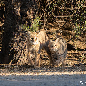 bobcat_female Mama with male kitten S4683 DXO Raw Adjust.jpg