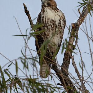 coopers hawk_juvenile S4779 raw adjust.jpg