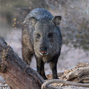 collared peccary S4820 DXO Raw Adjust.jpg