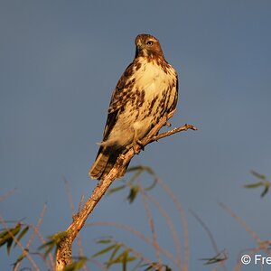 coopers hawk_juvenile S5064.JPG