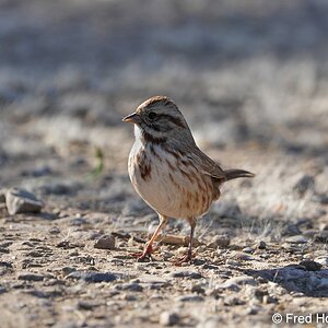 song sparrow_desert S4916.JPG