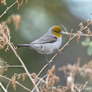 verdin S5051.JPG