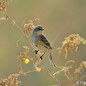 yellow rumped warbler S4991.JPG