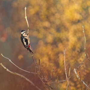 Great-Spotted-Woodpecker-DSC01403-3000px.jpg