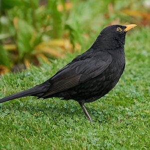 black birds 2.jpg