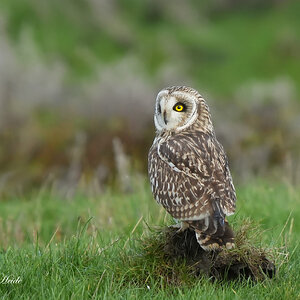 short-eared owl.jpg