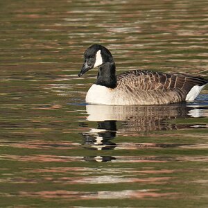 DSC09969-Canada-Goose-3000px.jpg