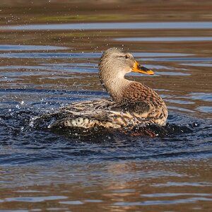 DSC00149-Mallard-3000px.jpg