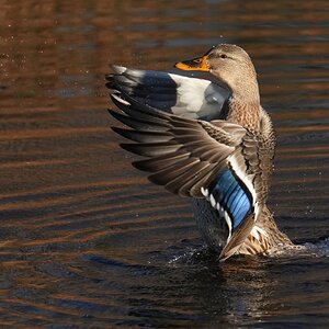 DSC00144-Mallard-3000px.jpg