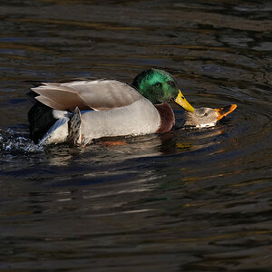 DSC00139-Mallard-3000px.jpg