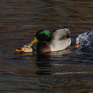 DSC00131-Mallard-3000px.jpg