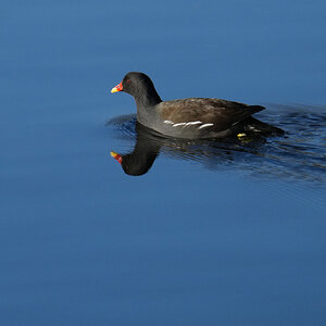 DSC000101-Moorhen-3000px.jpg