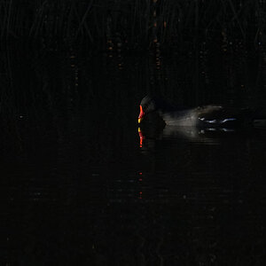 DSC00085-Moorhen-3000px.jpg