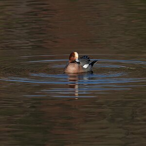 DSC00051-Wigeon2-3000px.jpg