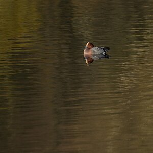 DSC00009-Wigeon-3000px.jpg