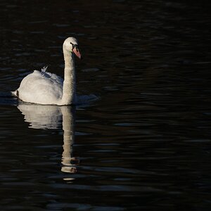 DSC09931-Swan-3000px.jpg