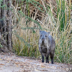 collared peccary S5150.JPG