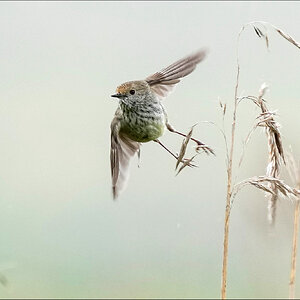 Thornbill r.jpg