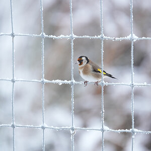 Goldfinch-DSC08086-3000px.jpg