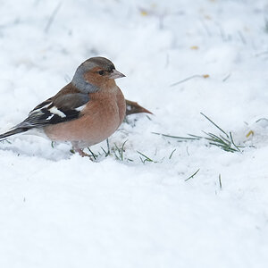 Chaffinch-DSC07942-2048px.jpg