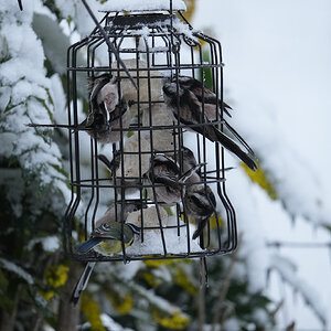 Feeder-DSC07907-2048px.jpg