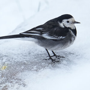 Pied-Wagtail-DSC07964-2048px.jpg