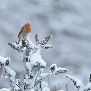 Robin-DSC08012-2048px.jpg