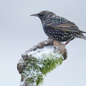 Starling-DSC07945-2048px.jpg