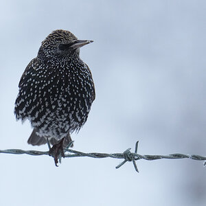 Starling-DSC08003-2048px.jpg