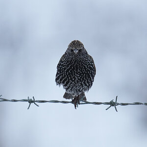 Starling-DSC08005-2048px.jpg