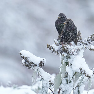 Starling-DSC08047-2048px.jpg