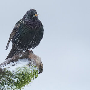 Starling-DSC08058-2048px.jpg