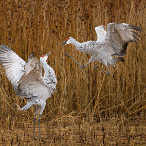 Tussling Cranes.jpg