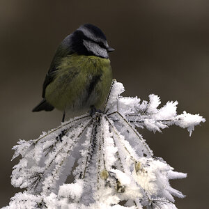 Cold Bluetit.