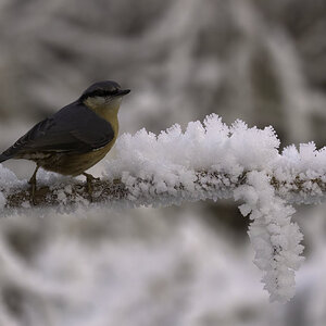 Nuthatch on Cold Day.jpg