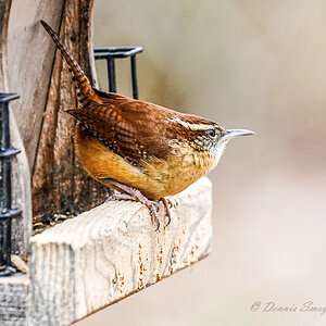 Wren