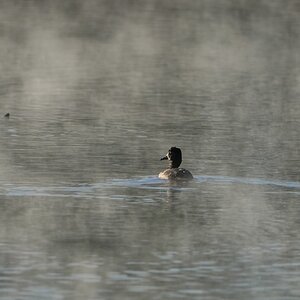 blue winged teal (likely) S5352.JPG