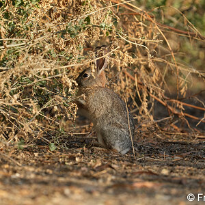 desert cottontail S5345.JPG