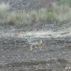 coyote with rabbit S5312 DxO raw basic crop.jpg