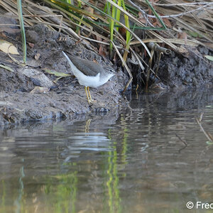 spotted sandpiper S5376.JPG