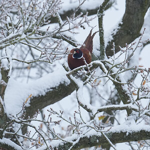 Pheasant-DSC09995-2048px.jpg